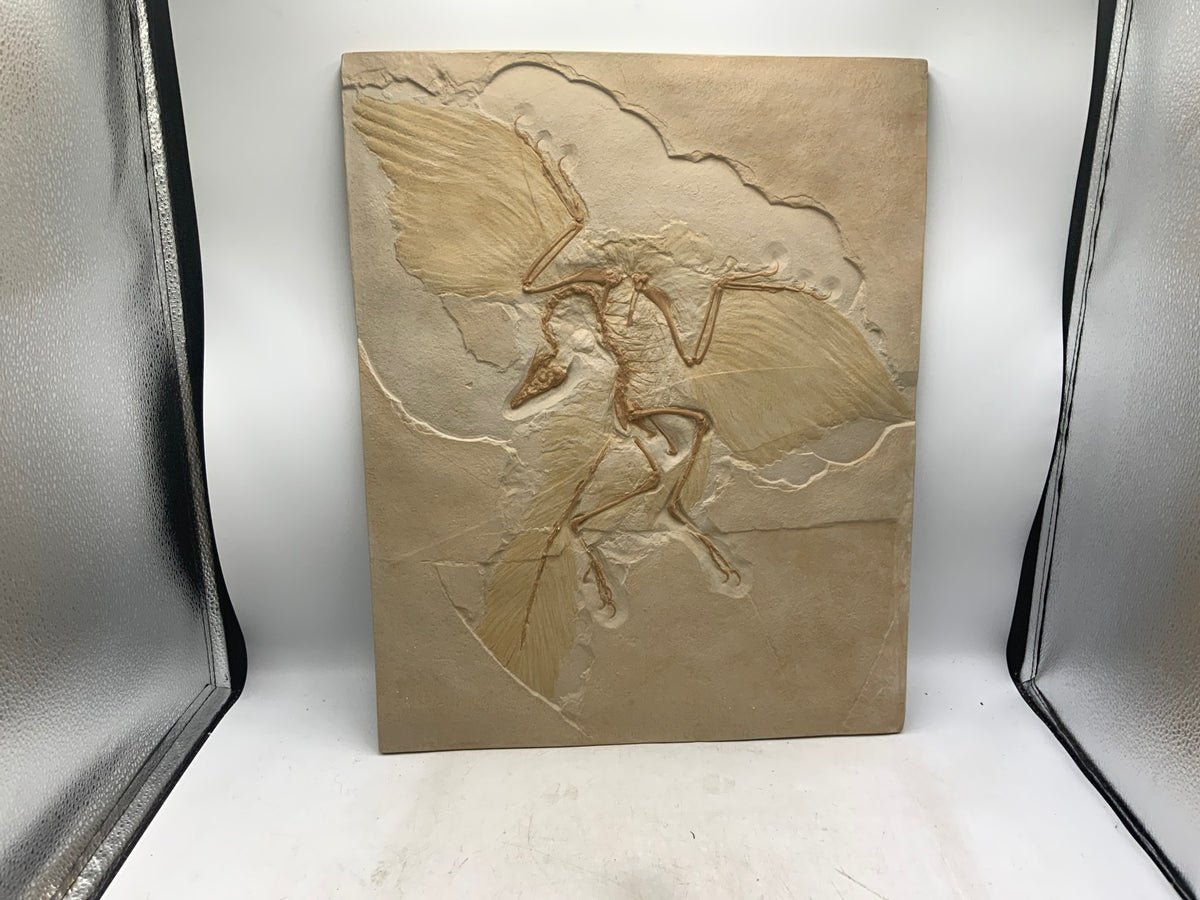Archaeopteryx Replica Wall Decor