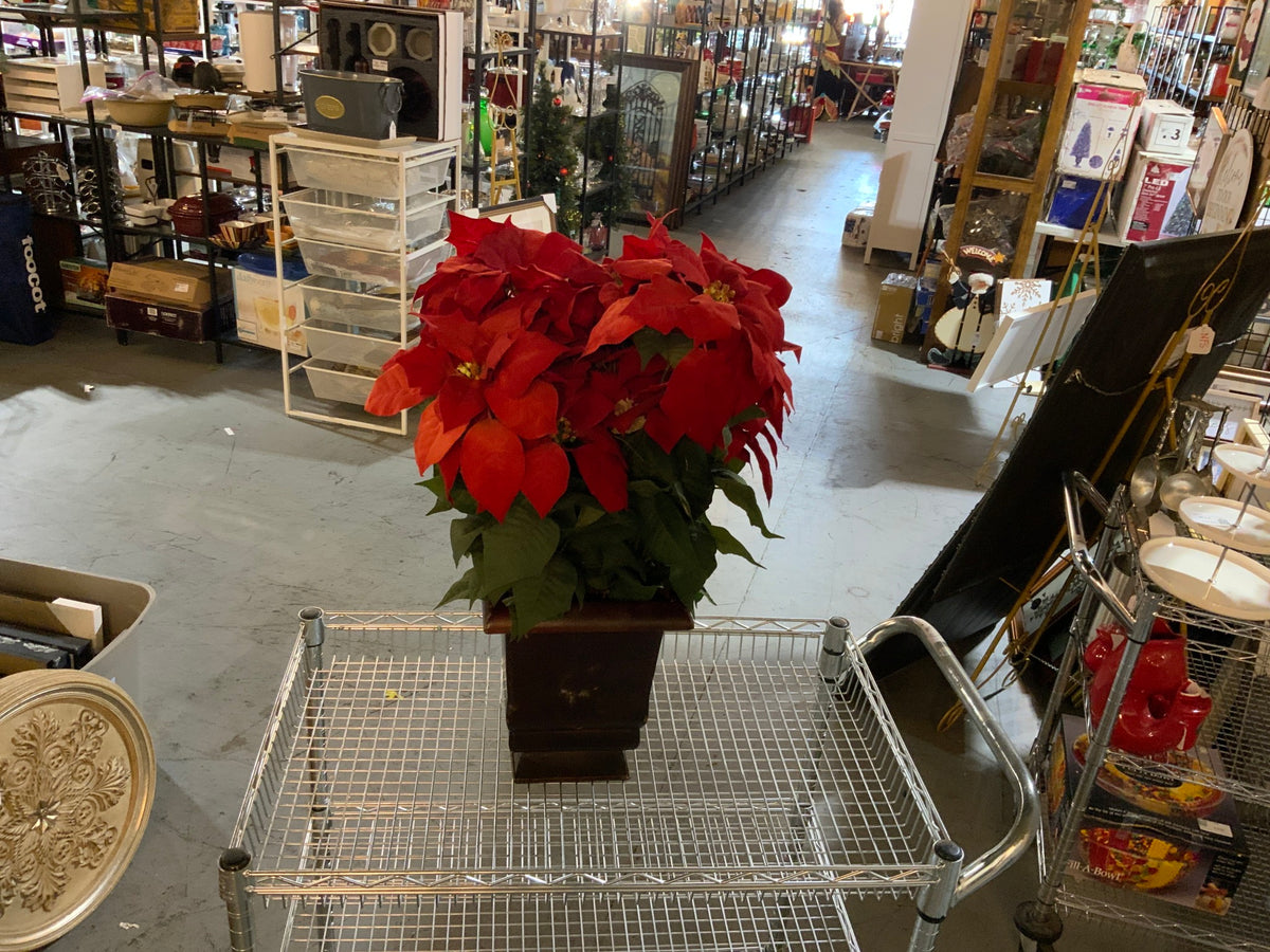 Poinsettia in Planter