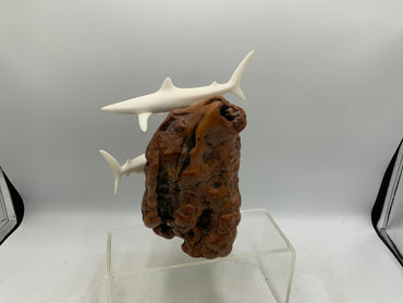 John Perry Shark
