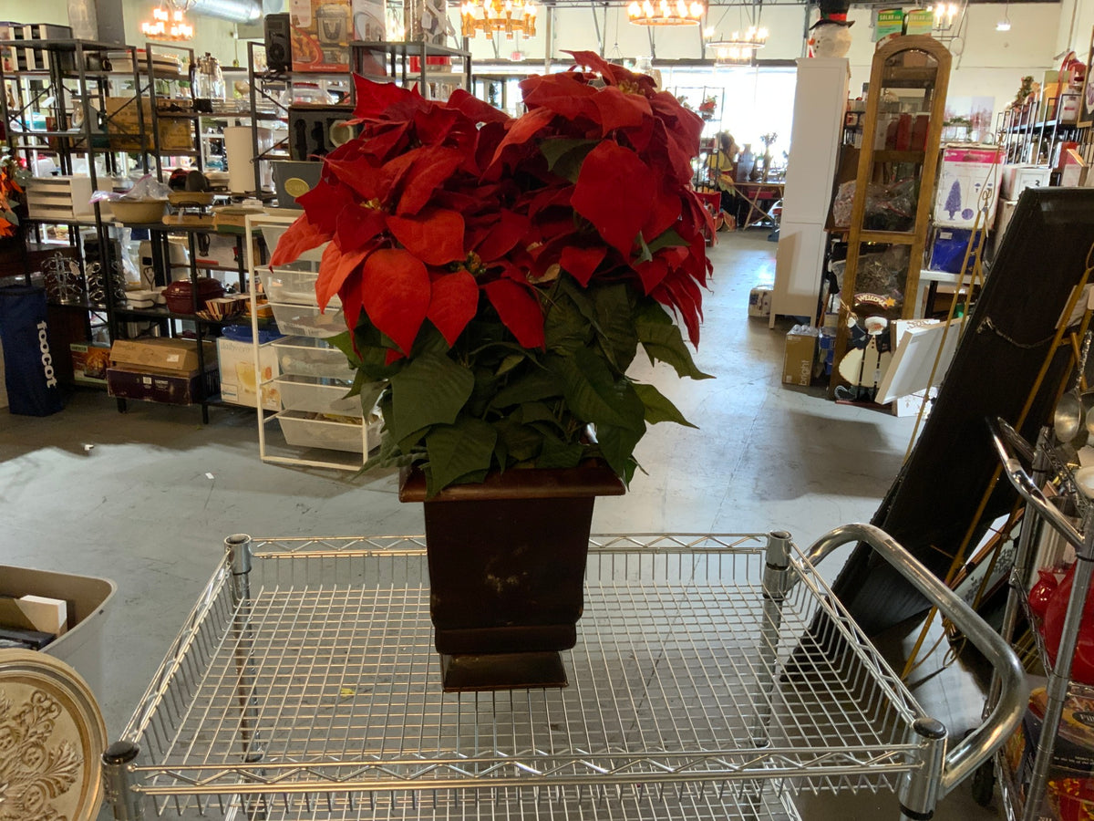 Poinsettia in Planter